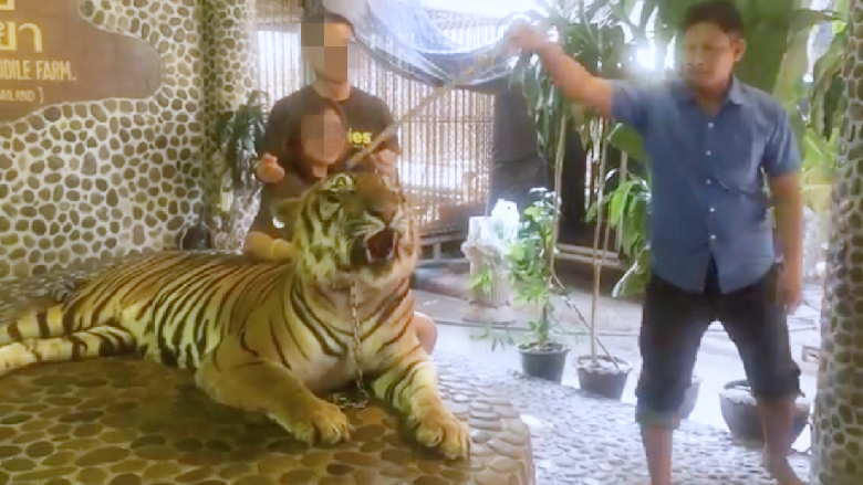 Viral Video Harimau Ditusuk-tusuk Agar Mengaum Saat Foto Viral Video Harimau Ditusuk-tusuk Agar Mengaum Saat Foto