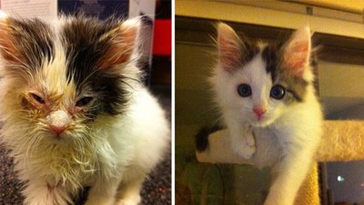 Potret Viral Perubahan Kucing Buluk Jadi Lucu Menggemaskan