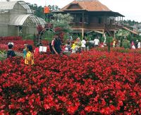 (Kebun Begonia Glory)