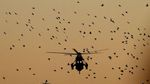 Foto: Saat Helikopter Trump Dikerumuni Burung