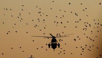 Penampakan lebih dekat dari burung-burung yang mengerumuni helikopter Trump.