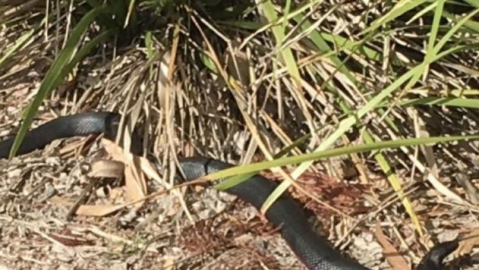 Taman Bermain di Sydney Jadi Surga Ular