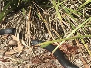 Taman Bermain di Sydney Jadi Surga Ular