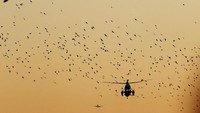 Sekelompok burung mengikuti helikopter Trump yang menuju Gedung Putih.