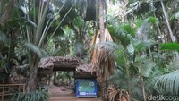 Ternyata Kelapa Janggi ini berasal dari hutan Vallee de Mai di Pulau Praslin, Seychelles, timur Afrika. Jaraknya 5.854 km dari Cirebon di Indonesia (Fitraya/detikTravel)