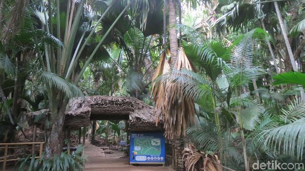 Hutan Vallee de Mai, situs UNESCO (Fitraya/detikTravel)