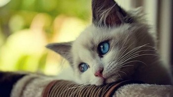 Masak, sih? Foto: Ist/Internet