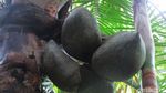 Foto: Perjalanan 5.854 Km Kelapa Ajaib dari Seychelles ke Cirebon