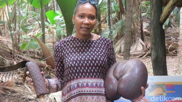 Perbandingan Coco de Mer dan tubuh manusia (Fitraya/detikTravel)