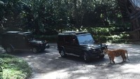Saat berkeliling, mobil rombongan Jokowi dan keluarga sempat dicegat harimau. Tapi ini adalah bagian wisata di Taman Safari. Pool/Rusman/Biro Pers-Setpres.