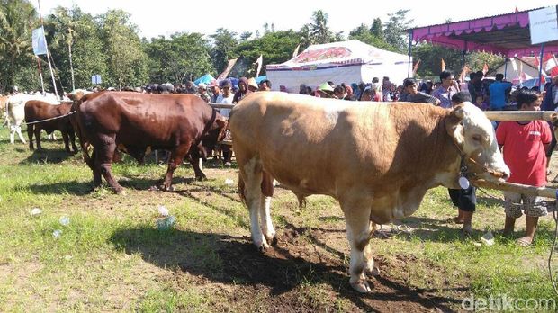 Kontes sapi di Purworejo