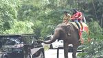 Ke Taman Safari, Mobil Rombongan Jokowi Dicegat Harimau