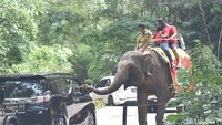 Ibu negara juga sempat memberikan makan kepada gajah. Selain itu, Jokowi dan keluarga juga sempat melihat Giant Panda. Pool/Rusman/Biro Pers-Setpres.