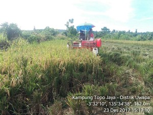 Varietas Padi Inpari 7 Mengubah Mitos Jalur Merah bagi Petani Nabire