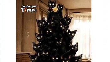 Hidupkan suasana natal dengan pohon Natal hidup. Foto: Istimewa