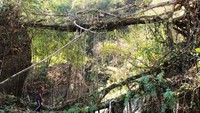 Tapi, jembatan akar hidup menjadi lebih kuat seiring berjalannya waktu, dan biaya sama sekali tidak ada, jembatan konvensional tumbuh lebih lemah dari waktu ke waktu, mahal, dan seringkali membutuhkan investasi dari luar. Inhabitat/Istimewa.