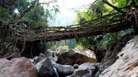 Berbeda dengan jembatan yang terbuat dari baja, ketika rusak maka dapat langsung diperbaiki. Sementara jembatan akar memakan waktu berminggu-minggu atau berhari-hari, bukan tahun-tahun untuk mengembangkan jembatan akar hidup. Inhabitat/Istimewa.