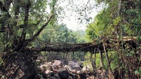 Di bawah jembatan tersebut seperti sebuah sungai yang mengering. Terdapat batu-batu besar di bawahnya. Inhabitat/Istimewa.