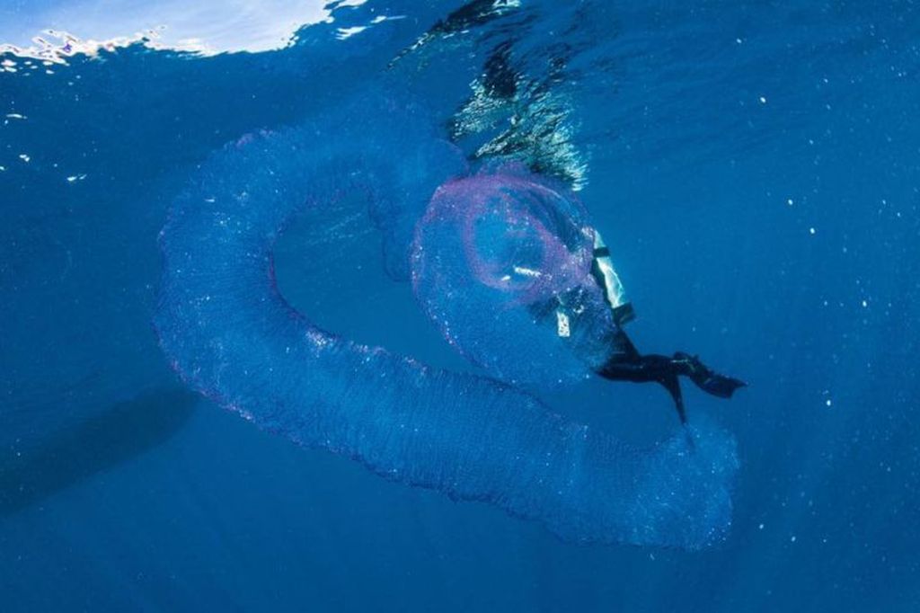 10 Hewan Laut Paling Aneh 2017 Foto 7