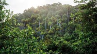 Bagi yang suka bertualang silakan jelajahi taman-taman nasional di Kuba. Beberapa di antaranya seperti Alejandro de Humboldt National Park dan Sierra Cristal National Park. UNESCO pun menilai, kalau hutan tropis di Kuba merupakan suatu ekosistem yang lengkap (Tanveer Badal/BBC Travel)