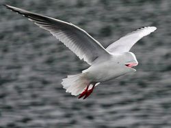 Imajinasi Kawin Silang Hewan Ini Bikin Ngakak