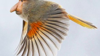 Nosebird. (Foto: Instagram @gyyporama)