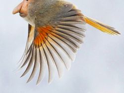 Imajinasi Kawin Silang Hewan Ini Bikin Ngakak