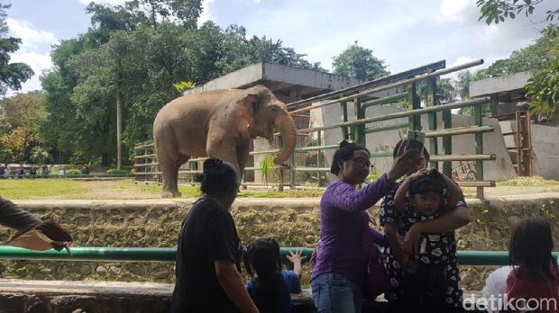 Libur Natal, 24 Ribu Orang Kunjungi Kebun Binatang Ragunan