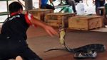 Foto: Ngaku Berani, Coba Datang ke Desa Kobra Ini