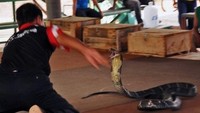 Salah satu atraksi yang terkenal di Ban Kok Sa-Nga adalah tinju ular, tinju antara manusia dan ular. Dalam tinju ini, ular akan dibuat marah dan seorang bocah laki-laki sampai orang dewasa akan masuk ke dalam ring untuk menjinakannya. Semakin ular marah dan semakin sulit dijinakkan (CNN)