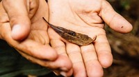 Di hutan-hutan Kuba juga terdapat salah satu katak terkecil di dunia yang panjangnya hanya 10 milimeter! (Tanveer Badal/BBC Travel)