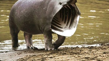 Sharkopotamus. (Foto: Instagram @gyyporama)