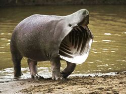 Imajinasi Kawin Silang Hewan Ini Bikin Ngakak