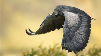 Elephird. (Foto: Instagram @gyyporama)