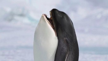 Pengwhale. (Foto: Instagram @gyyporama)