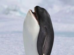 Imajinasi Kawin Silang Hewan Ini Bikin Ngakak