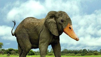 Elephuck (Foto: Instagram @gyyporama)