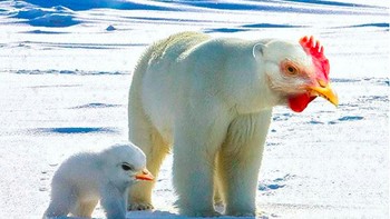 Polar Chicken (Foto: Instagram @gyyporama)