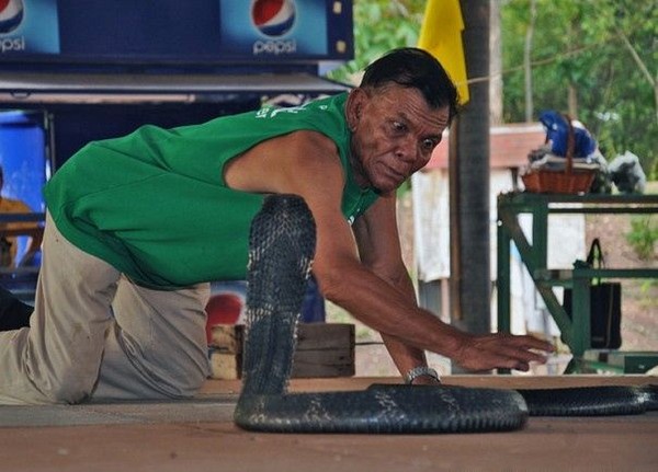 Salah satu atraksi yang terkenal di Ban Kok Sa-Nga dan masih ada hingga kini adalah tinju ular, tinju antara manusia dan ular. Dalam tinju ini, ular akan dibuat marah dan seorang priaakan masuk ke dalam ring untuk menjinakkannya. Semakin ular marah dan semakin sulit dijinakkan, tinju ular ini terlihat makin seru! (CNN) Salah satu atraksi yang terkenal di Ban Kok Sa-Nga dan masih ada hingga kini adalah tinju ular, tinju antara manusia dan ular. Dalam tinju ini, ular akan dibuat marah dan seorang priaakan masuk ke dalam ring untuk menjinakkannya. Semakin ular marah dan semakin sulit dijinakkan, tinju ular ini terlihat makin seru! (CNN)