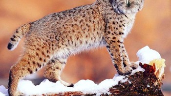 Nah, ini Owlynx, hewan hybrid dari burung hantu dan lynx. (Foto: Instagram @gyyporama)