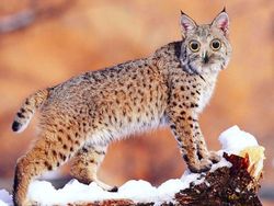 Imajinasi Kawin Silang Hewan Ini Bikin Ngakak