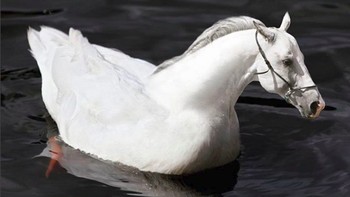 Di setiap hasil photoshop-nya, @gyyporama memberi nama karya kawin silangnya ini. Kalau ini ia beri nama Huck, perkawinan horse (kuda) dan duck (bebek). (Foto: Instagram @gyyporama)