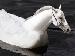 Imajinasi Kawin Silang Hewan Ini Bikin Ngakak