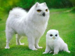 Imajinasi Kawin Silang Hewan Ini Bikin Ngakak