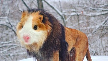 Guinea Lion. (Foto: Instagram @gyyporama)
