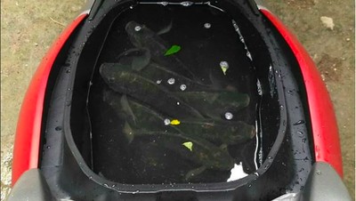 Bagasi Yamaha Nmax Berubah Fungsi untuk Pelihara Ikan, Dll