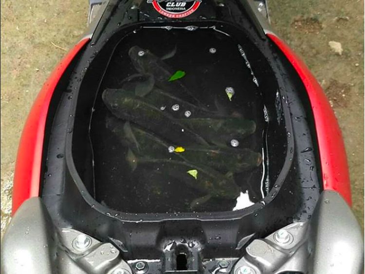 Bagasi Yamaha Nmax Berubah Fungsi untuk Pelihara Ikan, Dll
