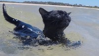 Aksinya bermain dan berenang di pantai dapat di lihat di akun Instagramnya @nathan_thebeachcat. (nathan_thebeachcat/Instagram)