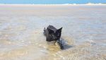Foto: Lucunya Nathan, Kucing yang Suka Pantai