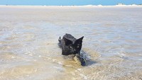 Kemudian pasangan ini membawa Nathan ke pantai. Mereka inin Nathan menjadi bagian dari gaya hidup mereka yang suka pantai. (nathan_thebeachcat/Instagram)